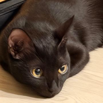 Vanessa Tan profile photo