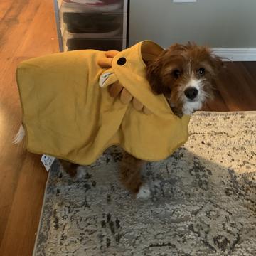 Panuvit mahawan profile photo