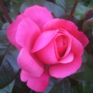 Mary Kelly Rossow profile photo