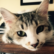 Pierre Corbani profile photo