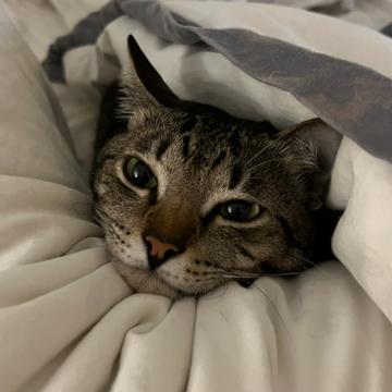 Jonathan de Leon profile photo