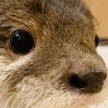 Laurent Venoval profile photo