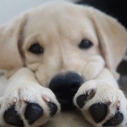 Vivian Cocca profile photo