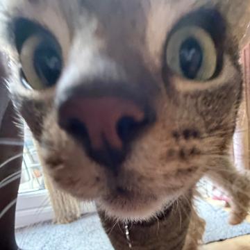 Tom Nicholas profile photo