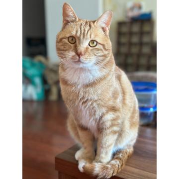 Hongyu Yang profile photo