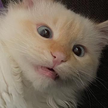 Monika Milieskaite profile photo