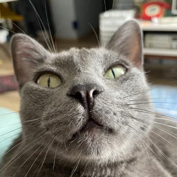 Vivian Castori profile photo