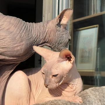 Chen Zhao profile photo