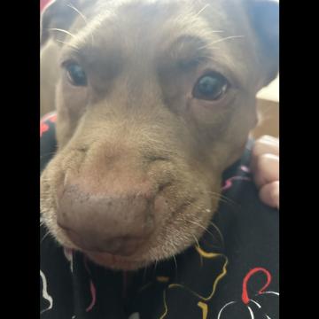 Lizzy Miroff profile photo