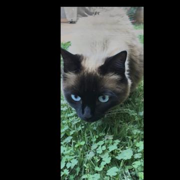 Daianna Castro profile photo