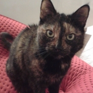 Marta Nikolic profile photo