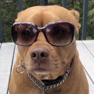 Peri Vogl profile photo