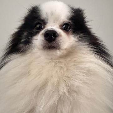 Lucas Dias profile photo