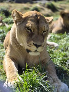 Coryn Rolfe profile photo