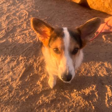 Gabriela Scognio profile photo