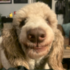 Andrew Coburn profile photo