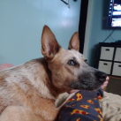 Shawn Boyle profile photo