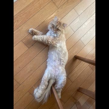 Chana Ylan Tran profile photo