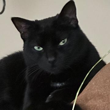 Angela D'Alessandro profile photo