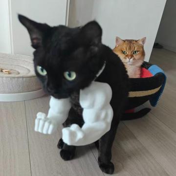 Candise Cai profile photo