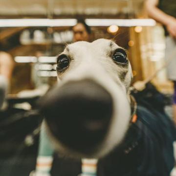 Zhe Gu profile photo