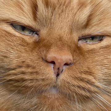 Sophie Dupuis profile photo