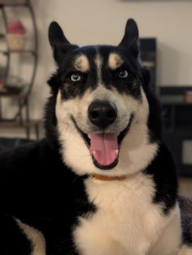 Emily De Sousa profile photo