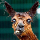 David Schultz Jr. profile photo