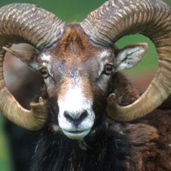 Marc simeoni profile photo