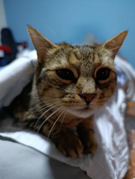 Javier Espinosa profile photo