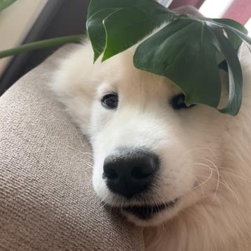 Andreas Fernando Engebretsen profile photo