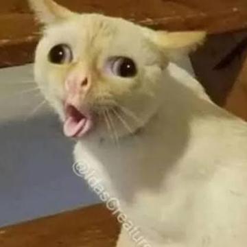 Dewald Christiaan Swanepoel profile photo