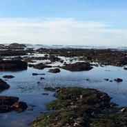 Simone York profile photo