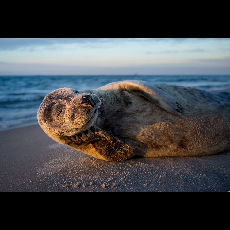 Roger Pichardo profile photo