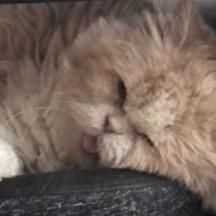 Jinying Teo profile photo