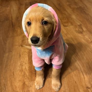 Matt Little profile photo