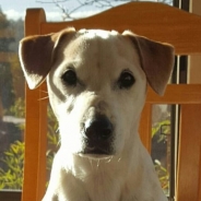 Jodie Ridley profile photo