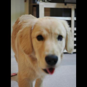 Yadan Ren profile photo