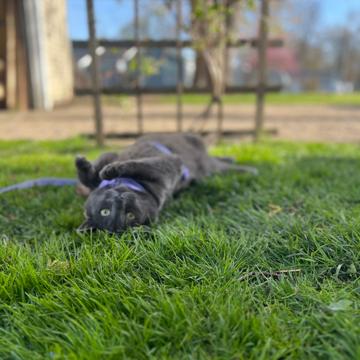 ALI ALRIKABI profile photo