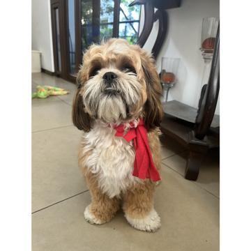 Jose De Leon profile photo