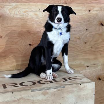 Caleb Acciacca profile photo