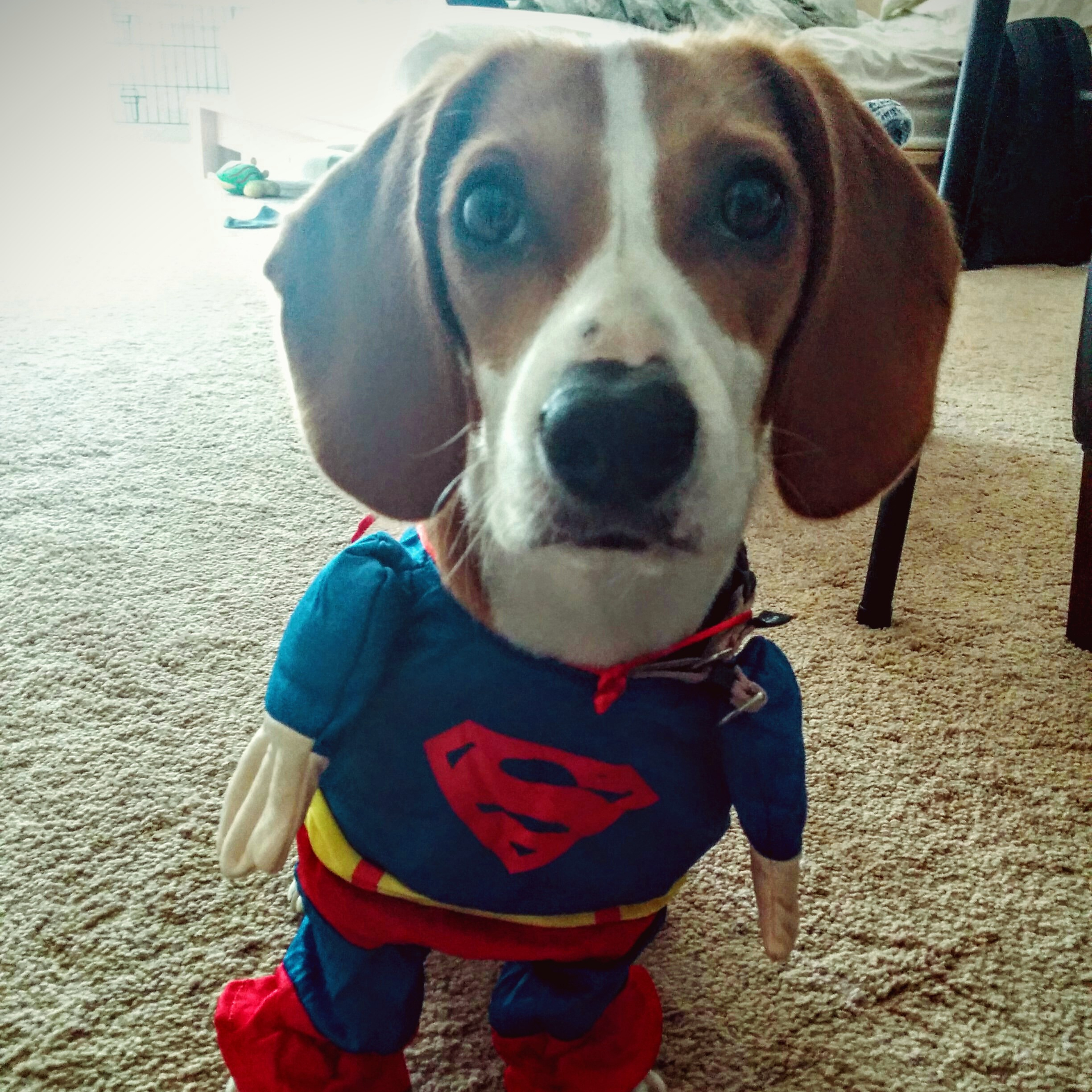 Chien Lo profile photo