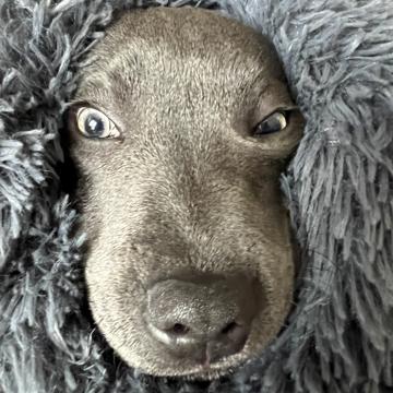 Xabi Lopez profile photo