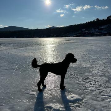 Ron braunfeld profile photo