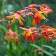 Katrina McPherson profile photo