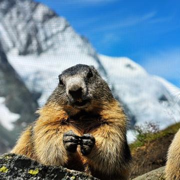 Alessandro Ferrario profile photo