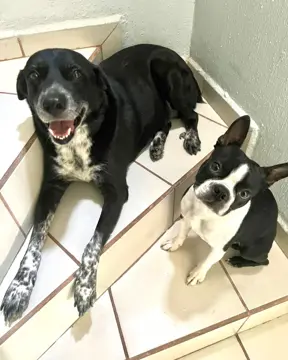 Luis Fernando Alcantara Verastica profile photo