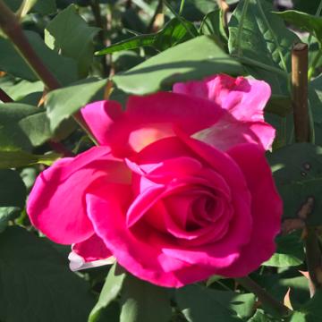 Zvezditsa Marinova profile photo