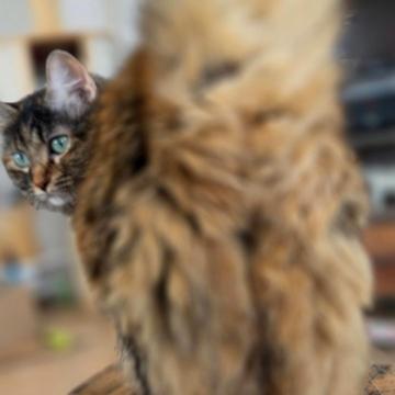 Sebastian Steegmüller profile photo