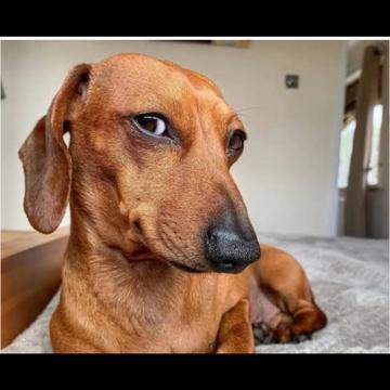 Dioris Sanchez profile photo